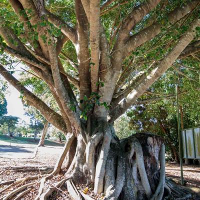 yungaburra curtain fig tree attraction